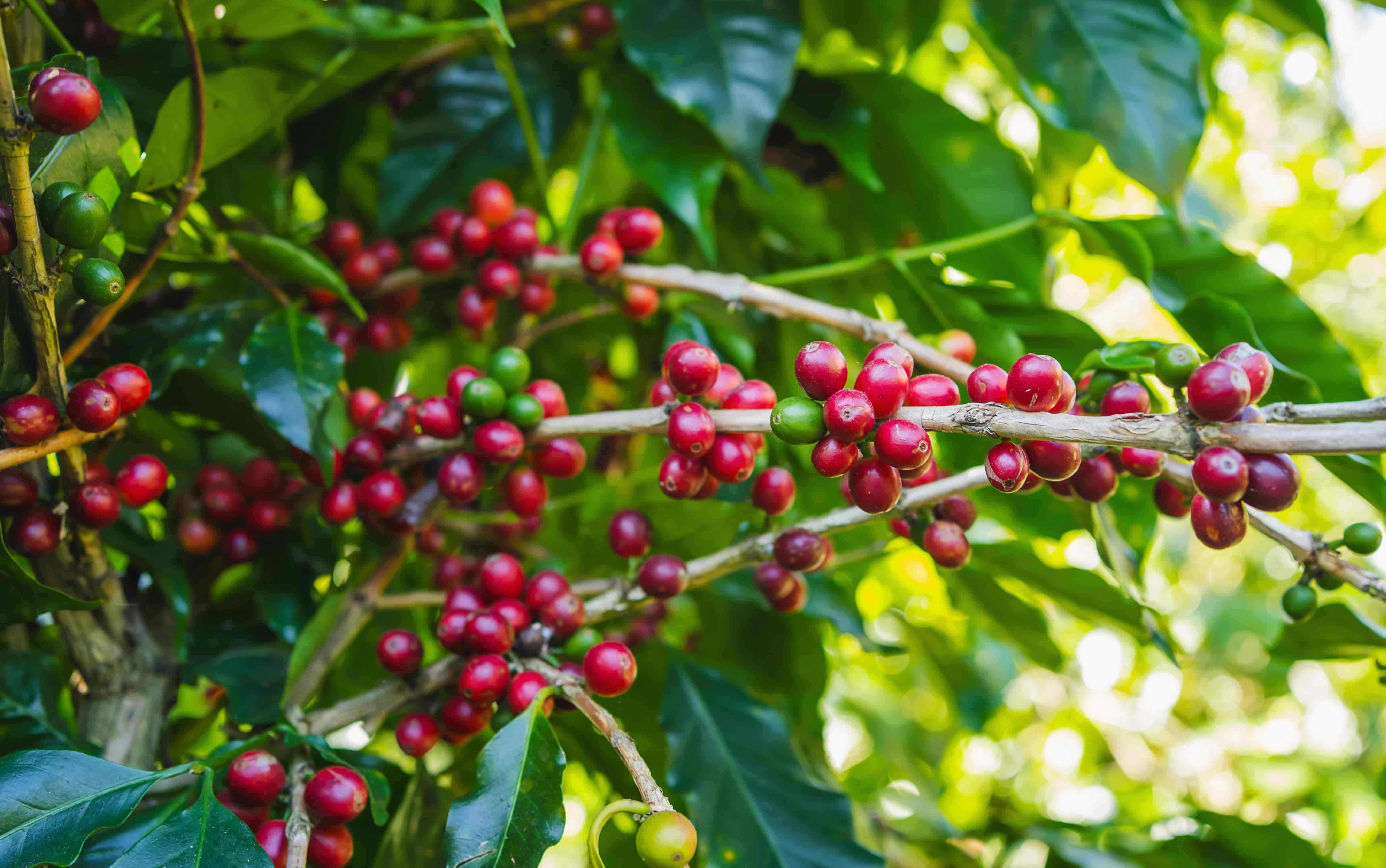 Coffee Plantation
