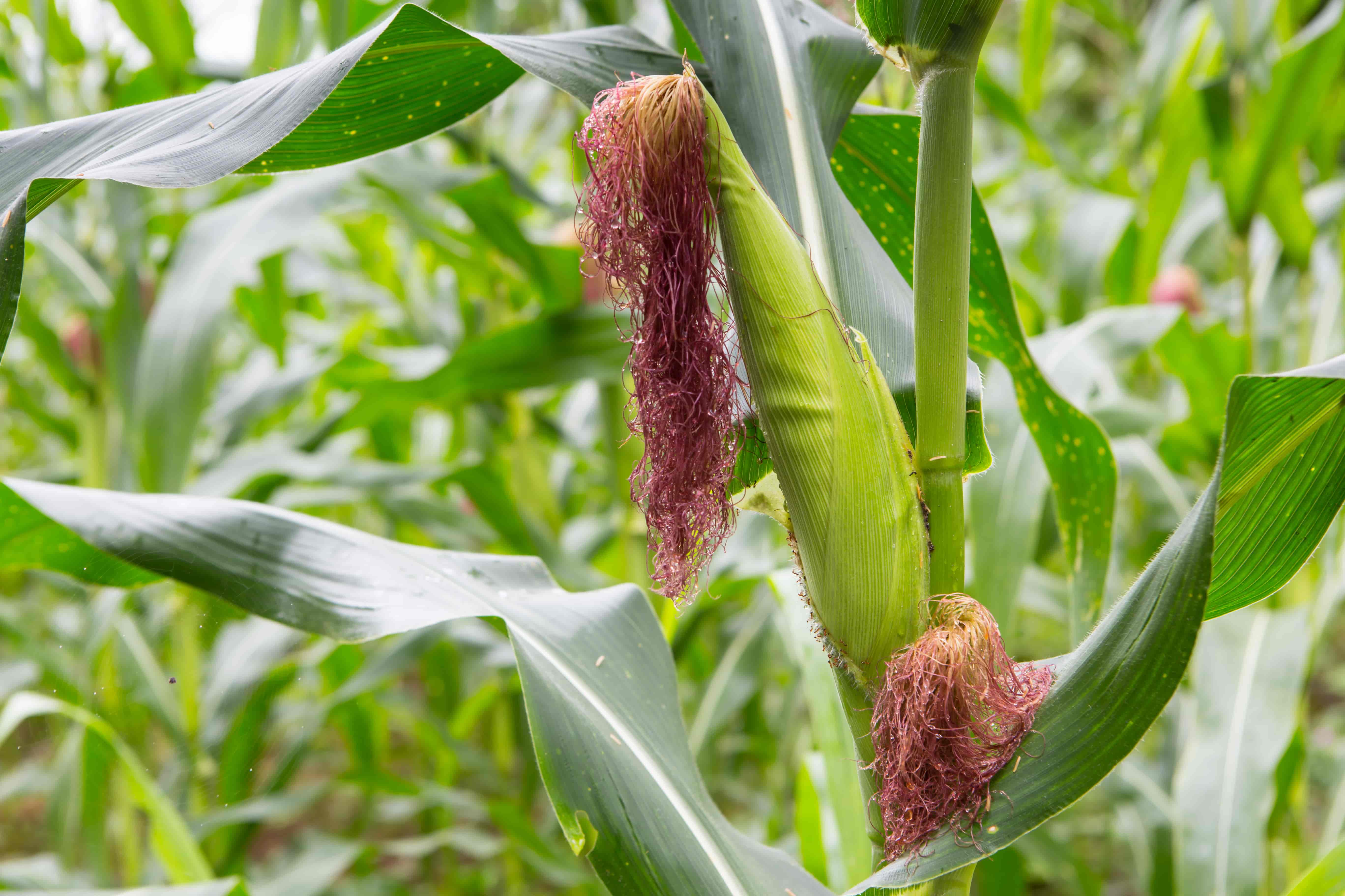 Large-Scale Maize Farm