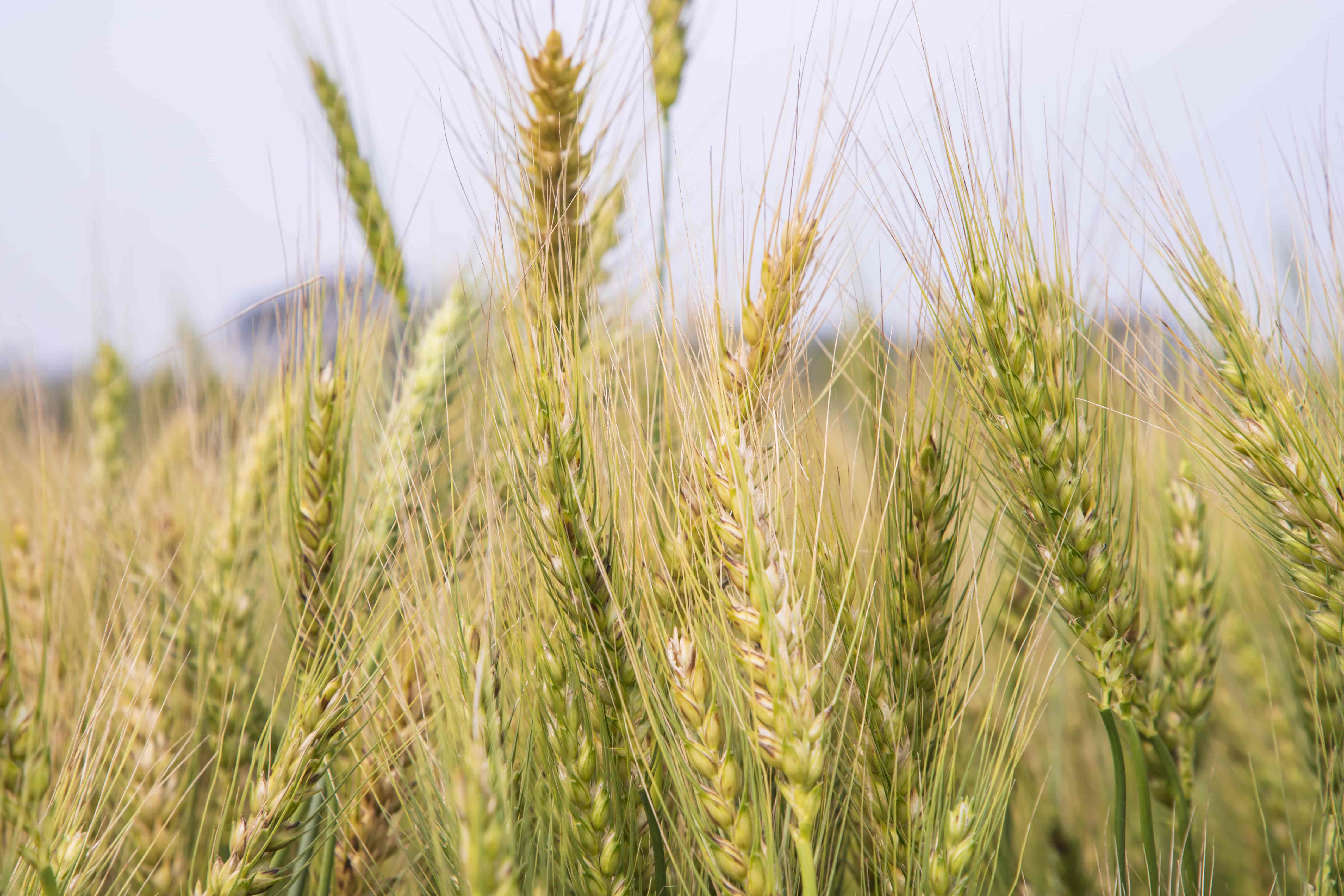 Wheat Field Irrigation