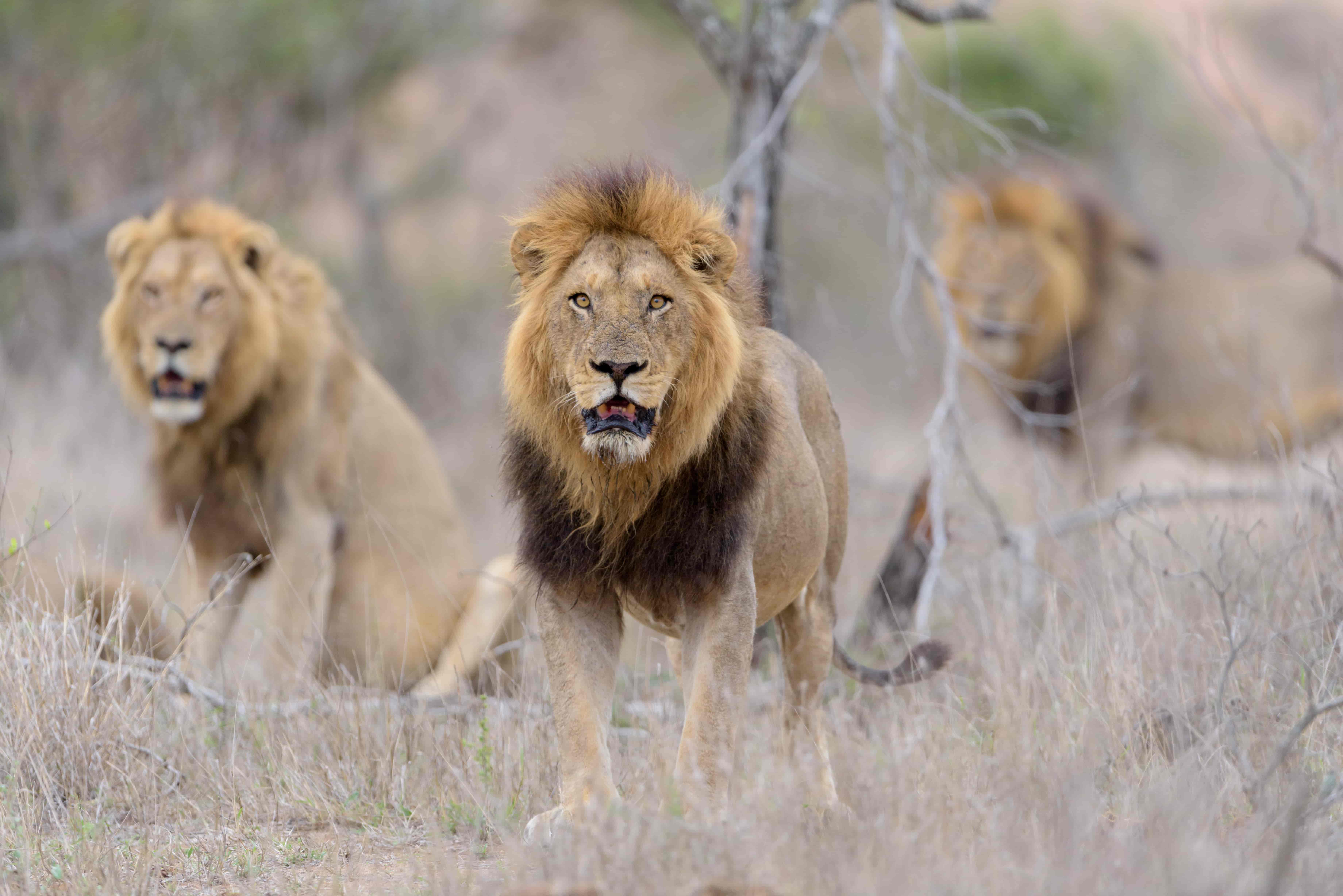 Wildlife Conservation